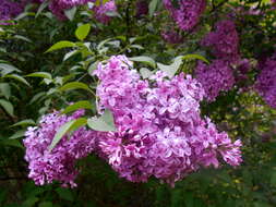 Image de Syringa chinensis Willd.