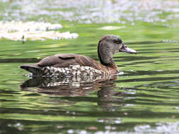 Image of Spotted Whistling Duck