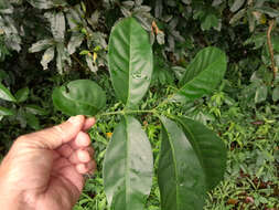 Image of Dysoxylum