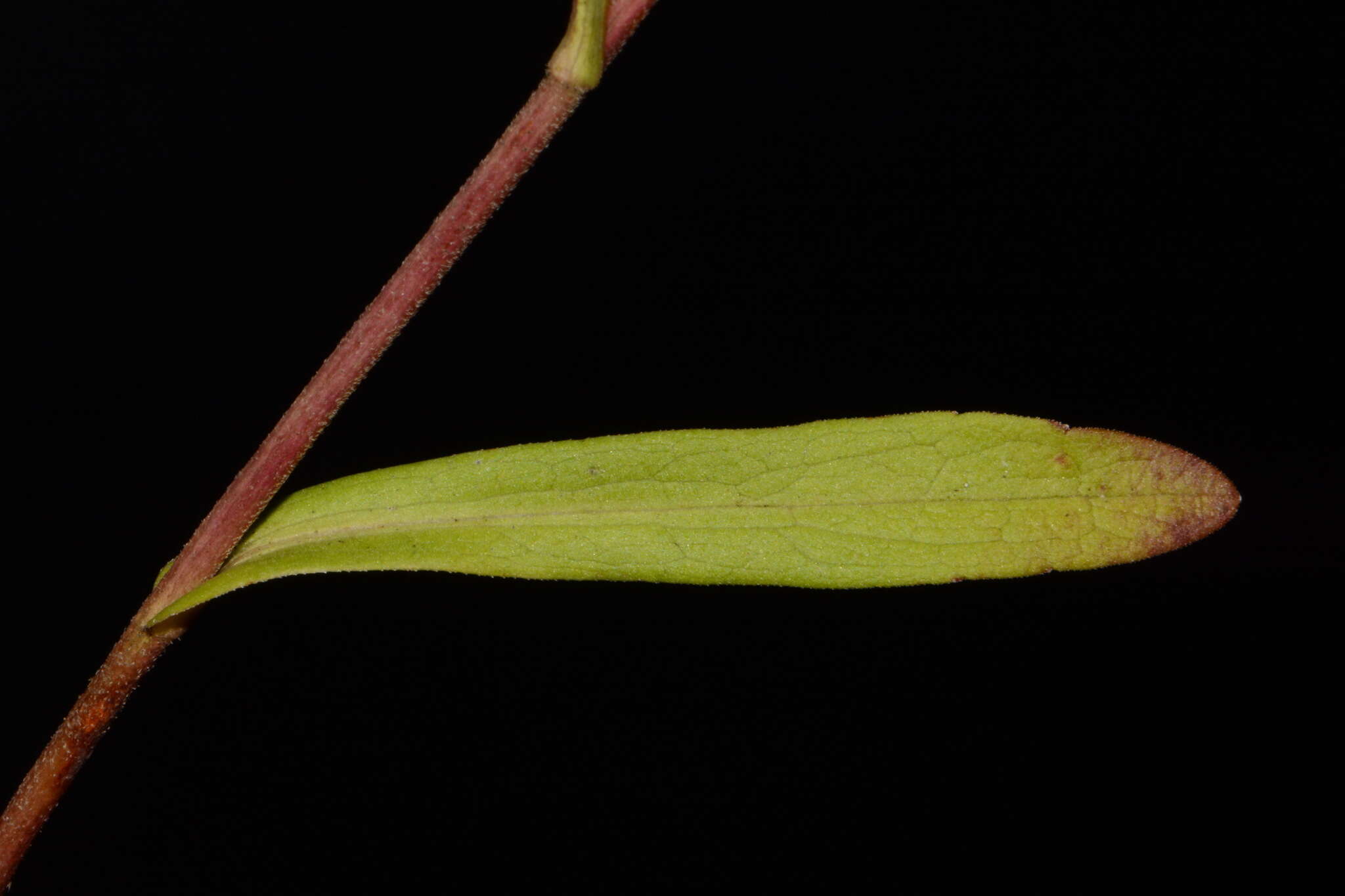 صورة Symphyotrichum estesii
