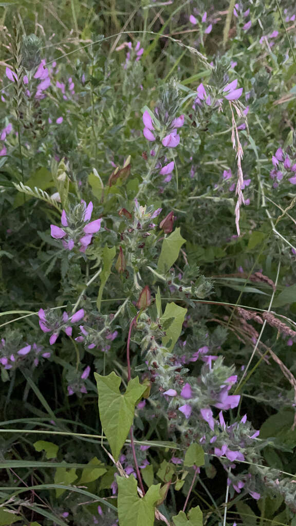 Plancia ëd Ononis spinosa subsp. hircina (Jacq.) Gams