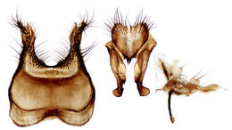 Image of root-maggot flies