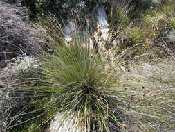 Image of bog-rush