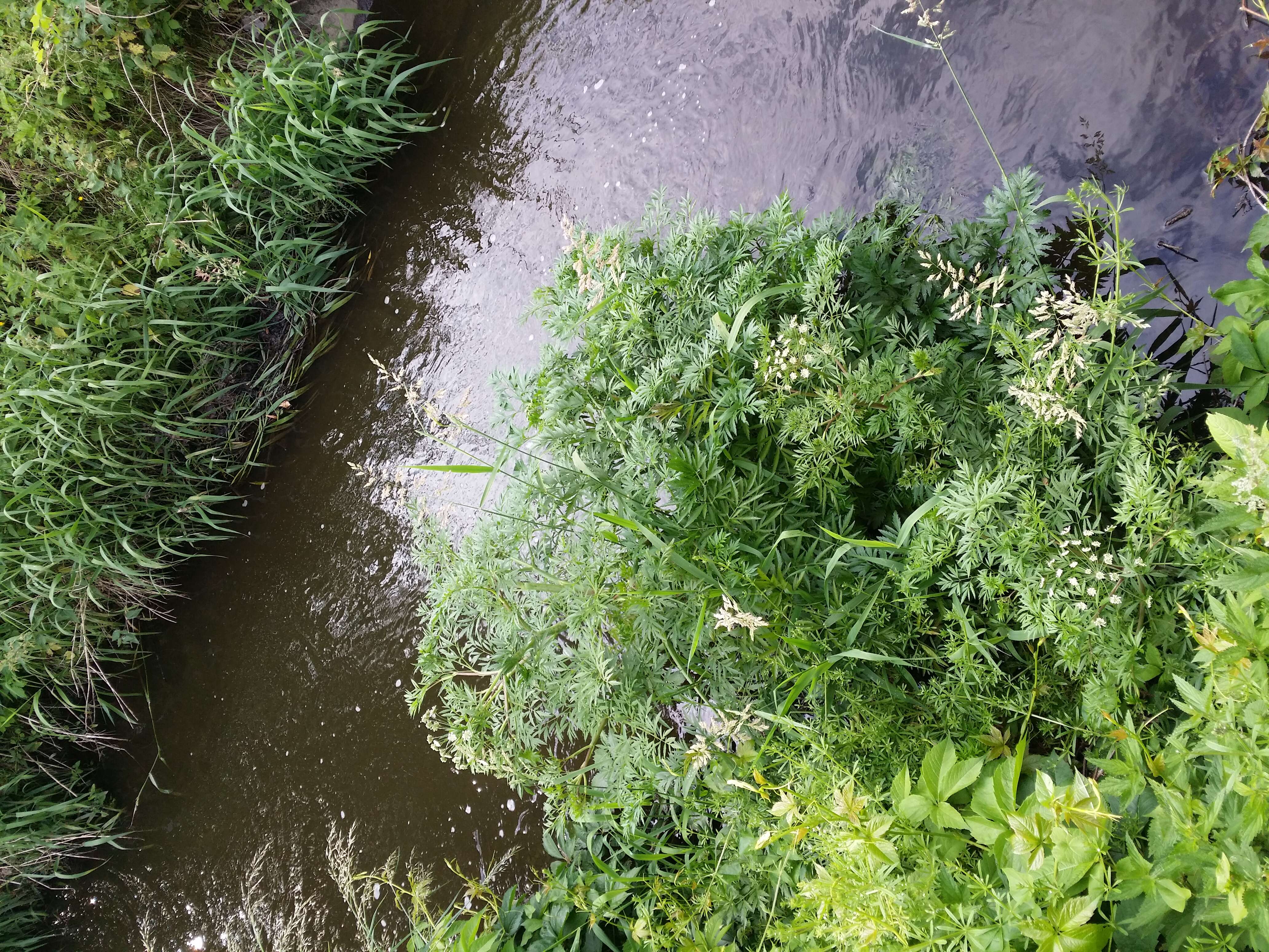 Image of European Waterhemlock