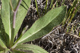 Image of yellow hawkweed