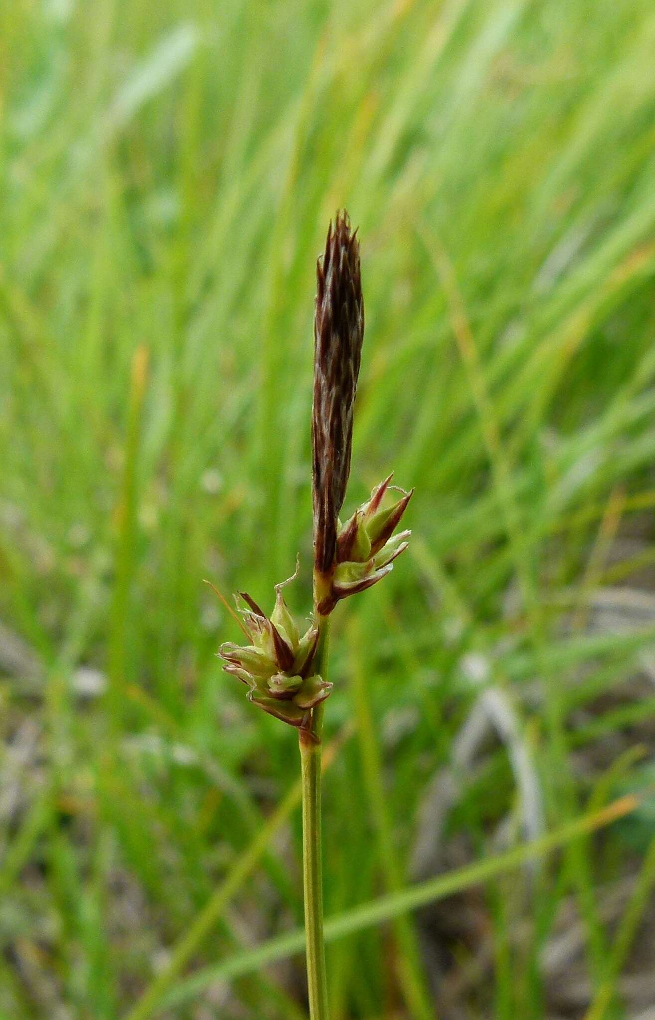 صورة Carex lucorum Willd.