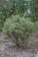 Image of small-flower daisy-bush