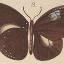 Image of Euploea stephensii Felder & Felder 1865