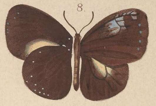 Image of Euploea stephensii Felder & Felder 1865