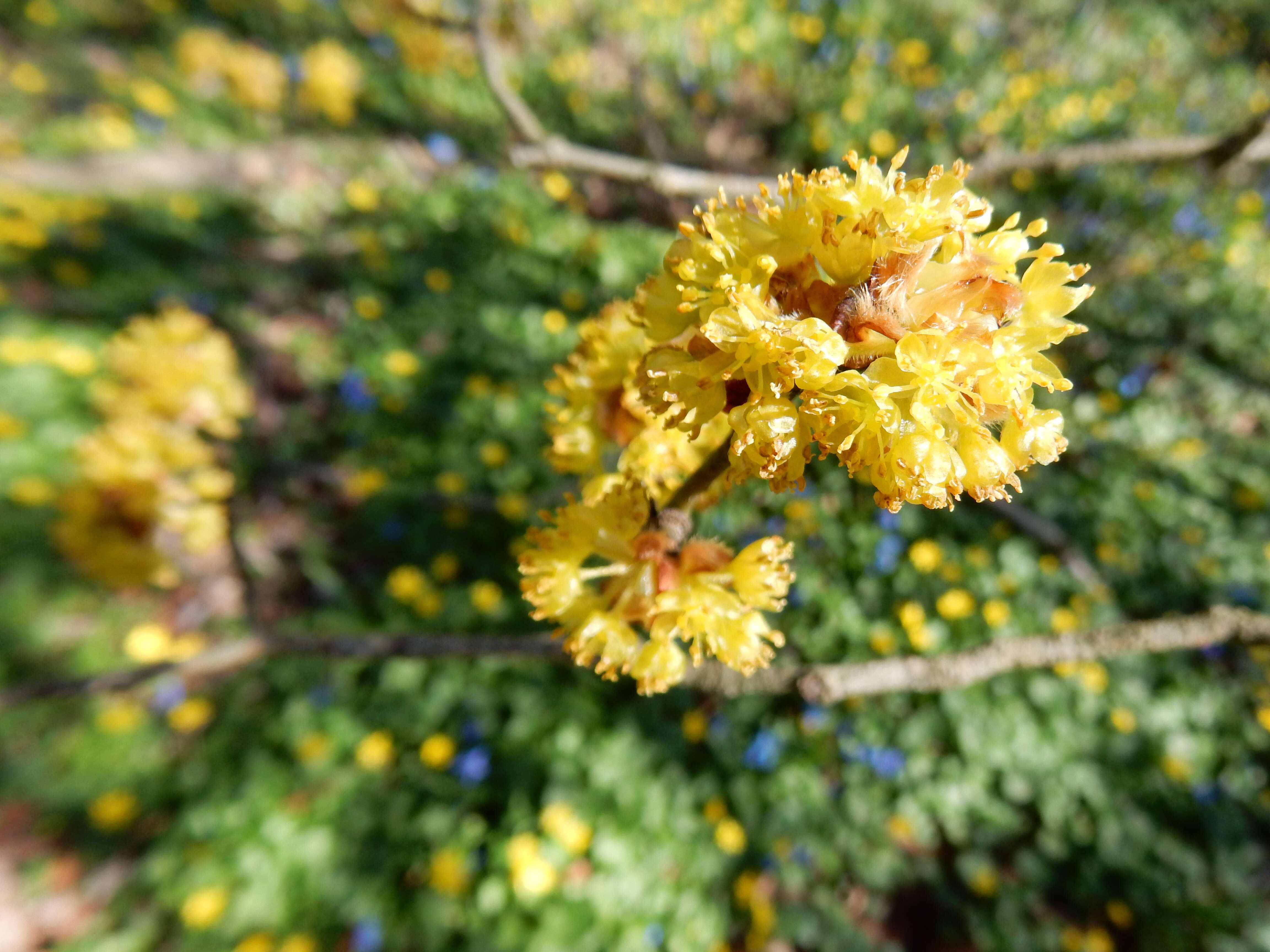 Image of Lindera obtusiloba Bl.