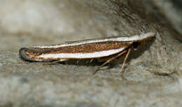 Image of Juniper webworm