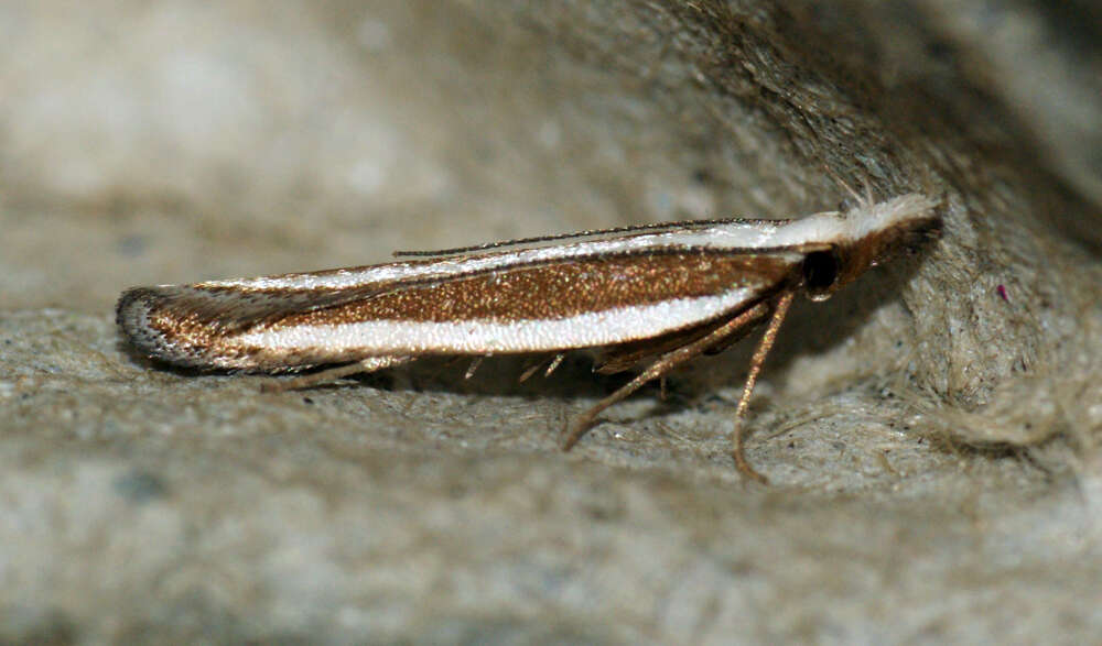 Image of Juniper webworm