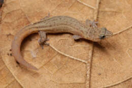 Image of Dwarf gecko