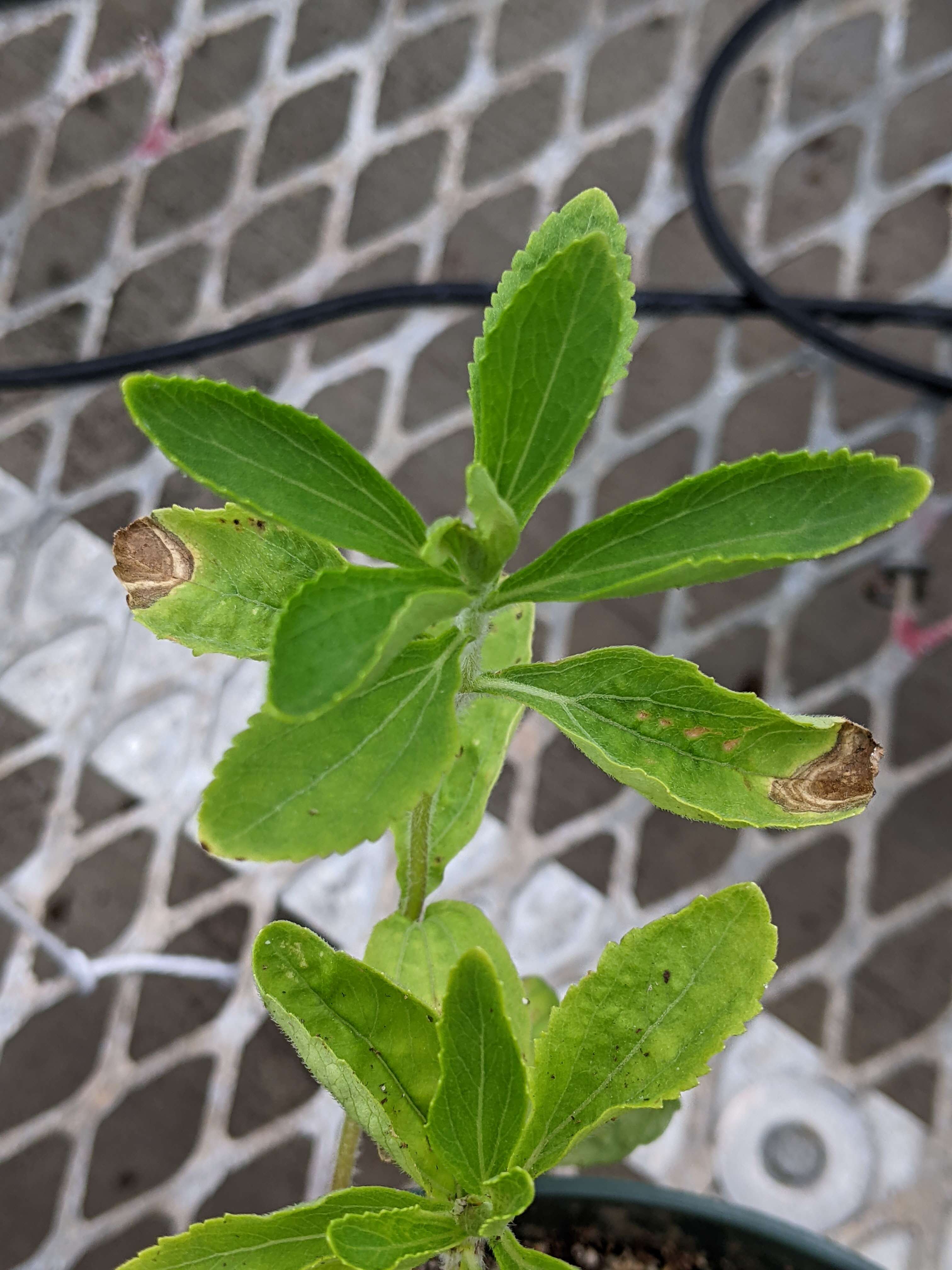 Sivun Stevia rebaudiana (Bertoni) Bertoni kuva