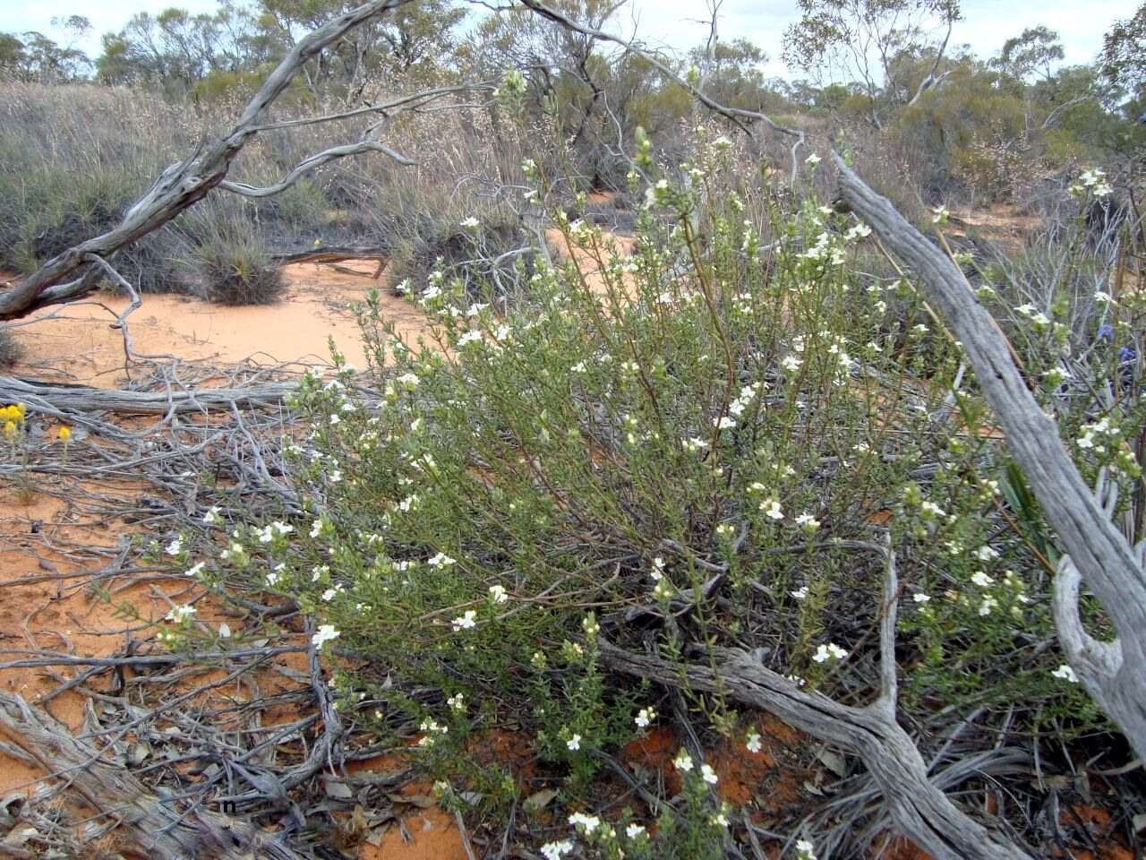 Image of Westringia rigida R. Br.