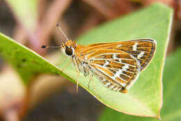 Image of Grey-veined Grass Dart