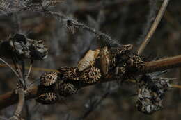 Image of Codophila varia (Fabricius 1787)