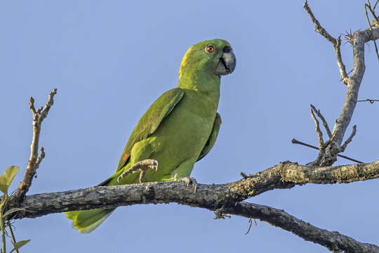 Image of Yellow-naped Amazon