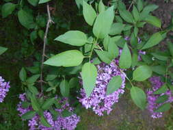 Image de Syringa chinensis Willd.