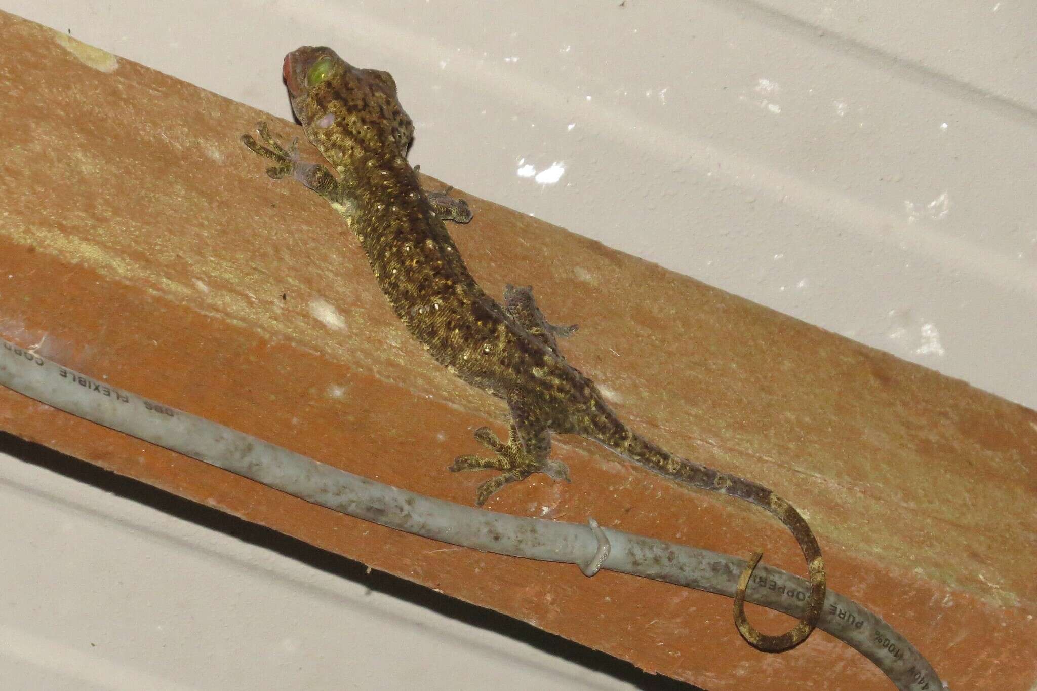 Gekko albofasciolatus (Günther 1867)的圖片