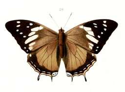 Imagem de Charaxes cedreatis Hewitson 1874