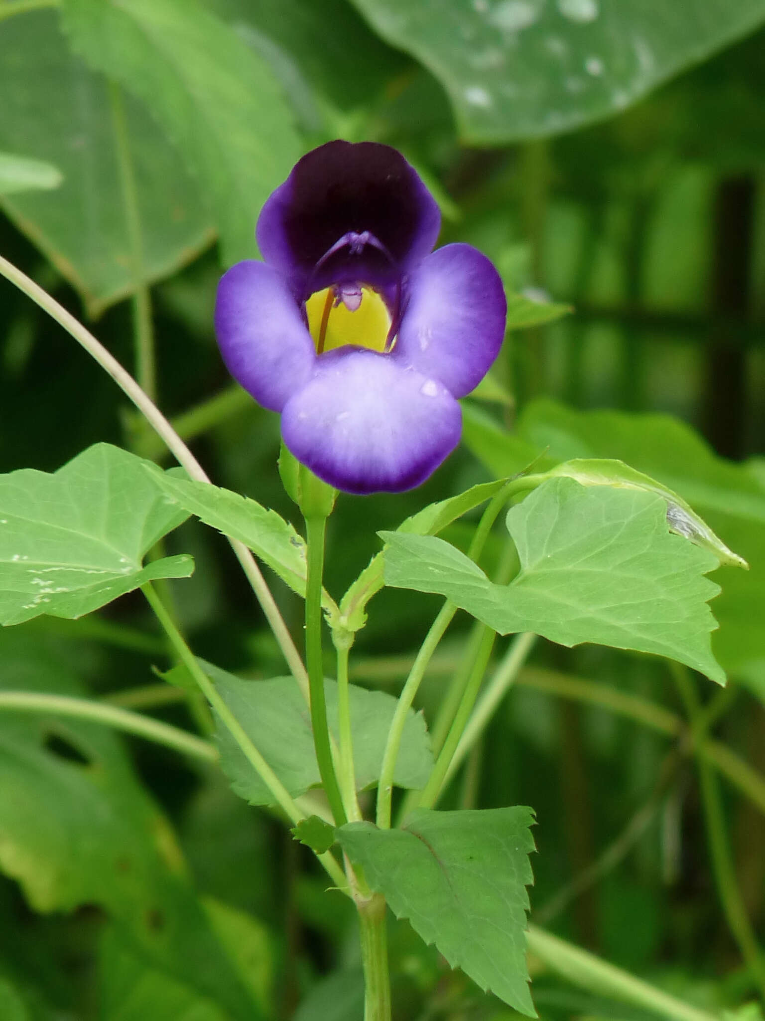 Image de Torenia travancorica Gamble