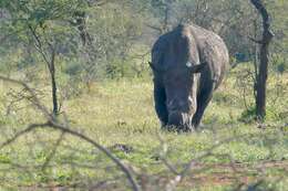 Image of Grass Rhinoceros