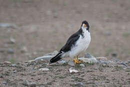 Phalcoboenus albogularis (Gould 1837) resmi