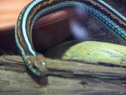 Image of San Francisco garter snake