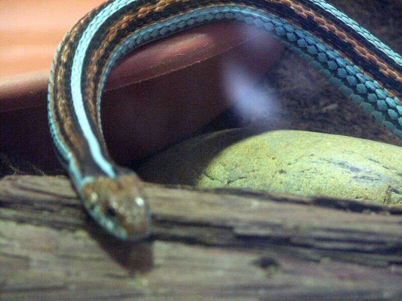 Image of San Francisco garter snake