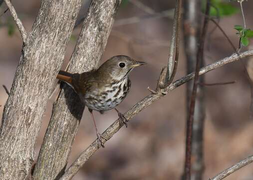 Image of Hermit Thrush