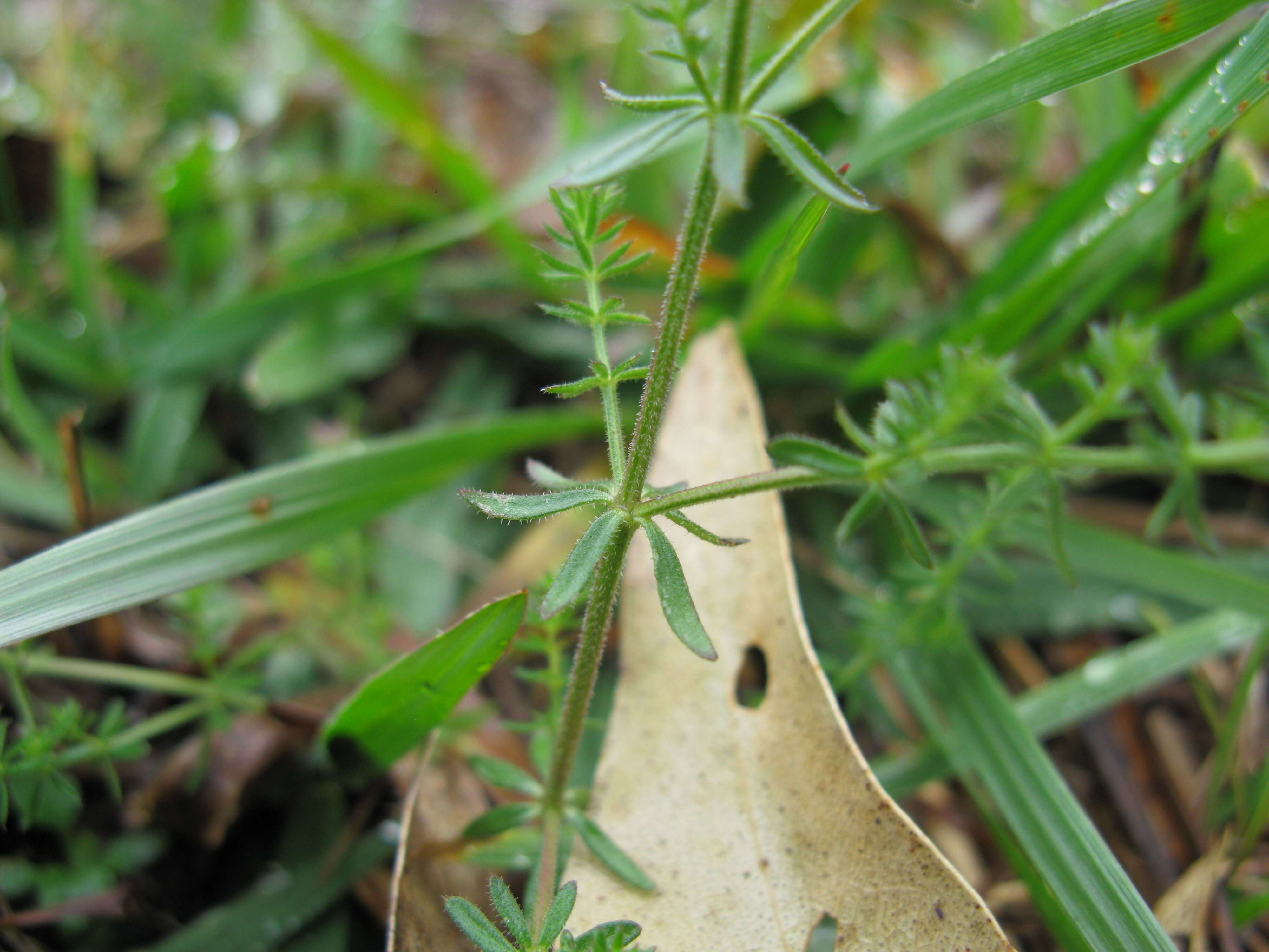 Image of Asperula conferta Hook. fil.