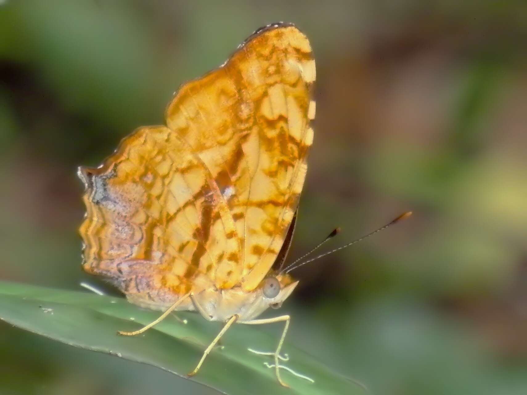 Image of Symbrenthia lilaea