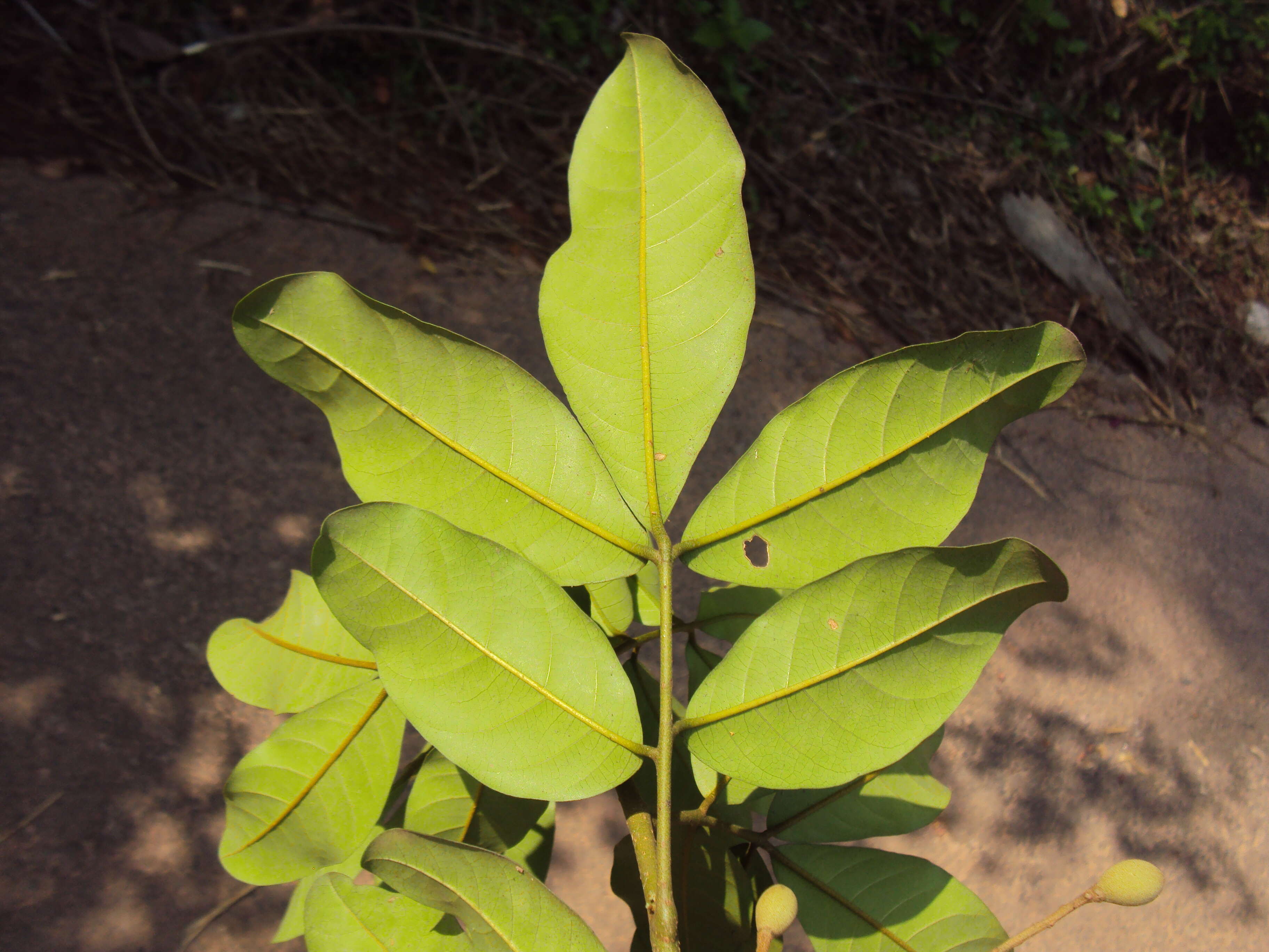 Image de Aglaia elaeagnoidea