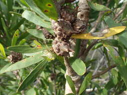 Image of Hakea oleifolia (Sm.) R. Br.