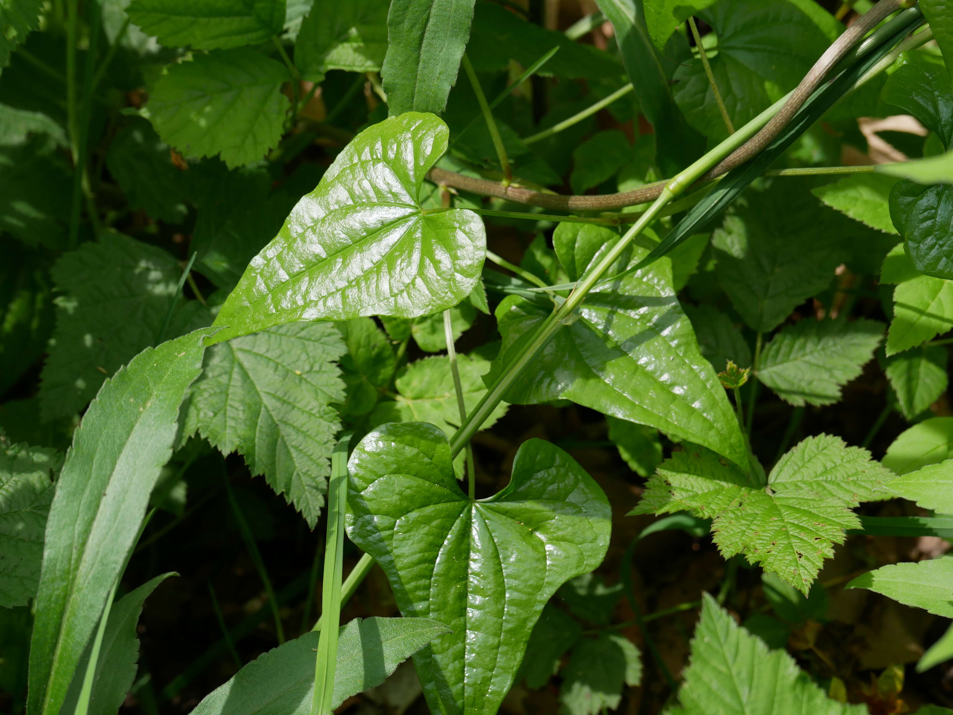 Image of Dioscorea communis (L.) Caddick & Wilkin