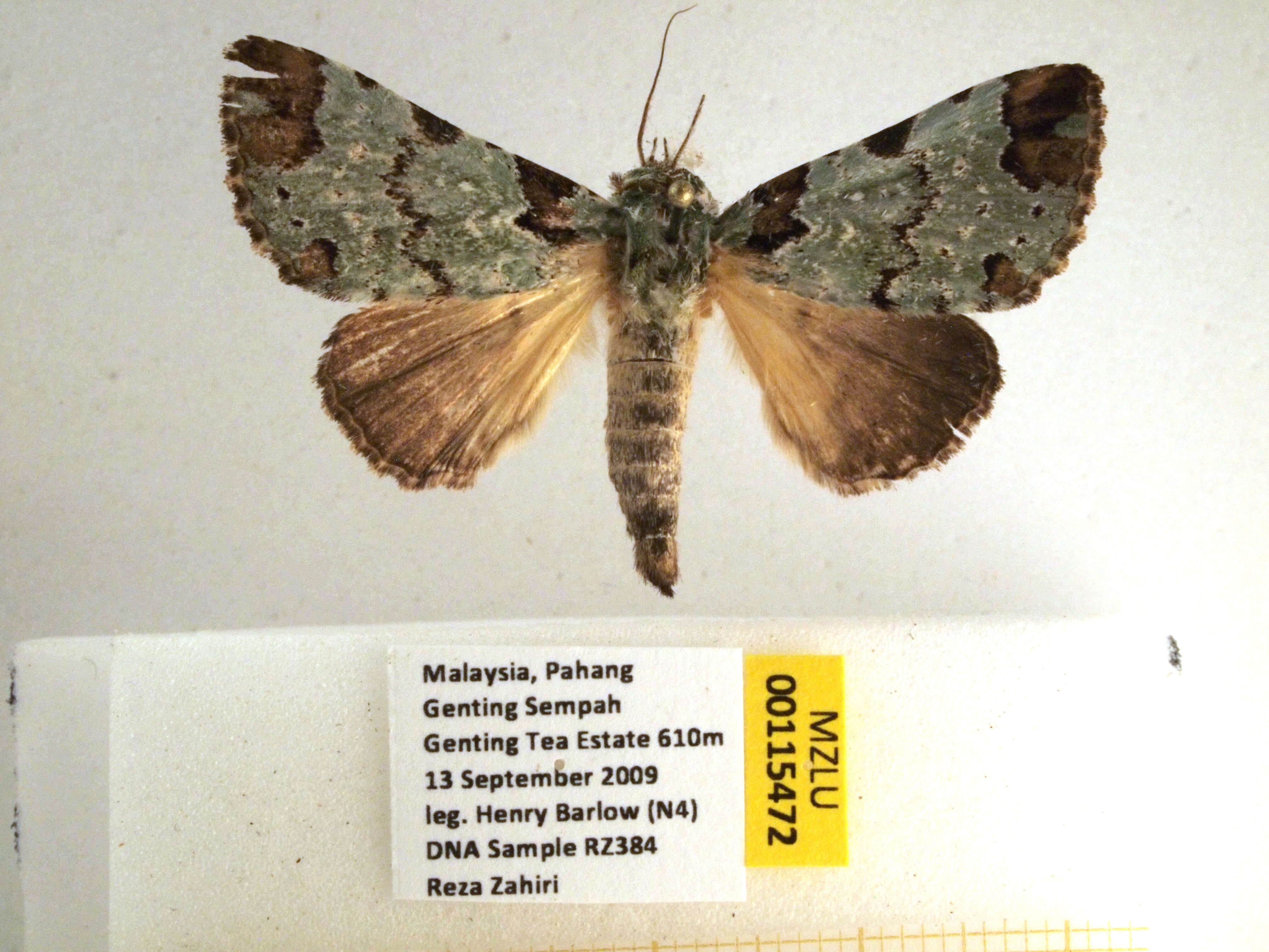 Слика од Belciana biformis Walker 1858