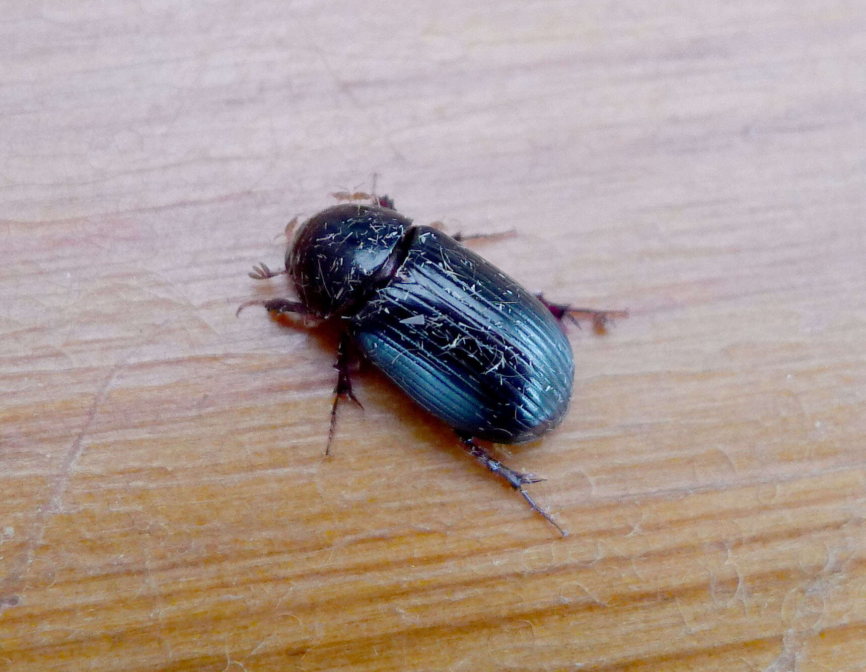 Image of Night-flying Dung Beetle