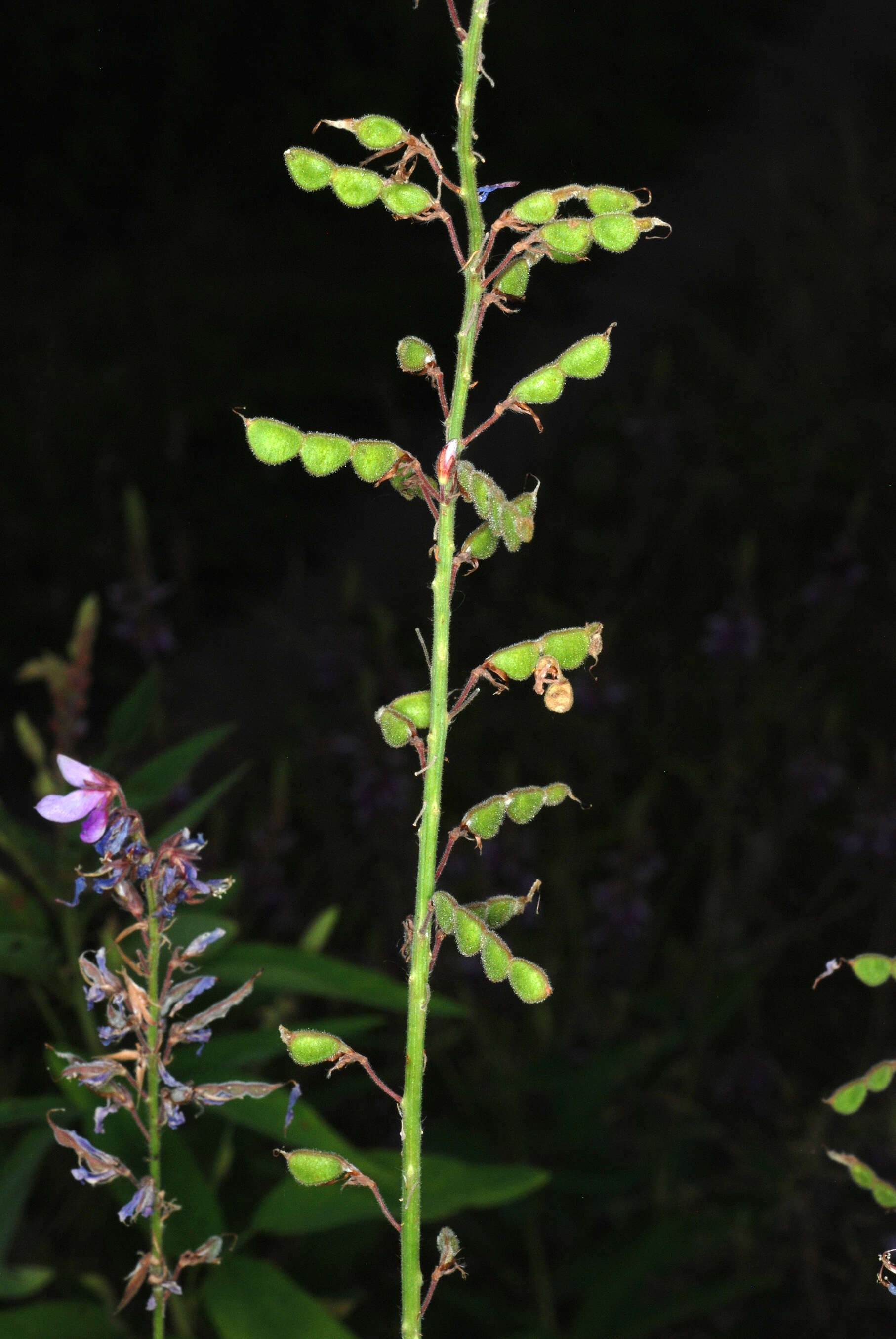 Image of showy ticktrefoil