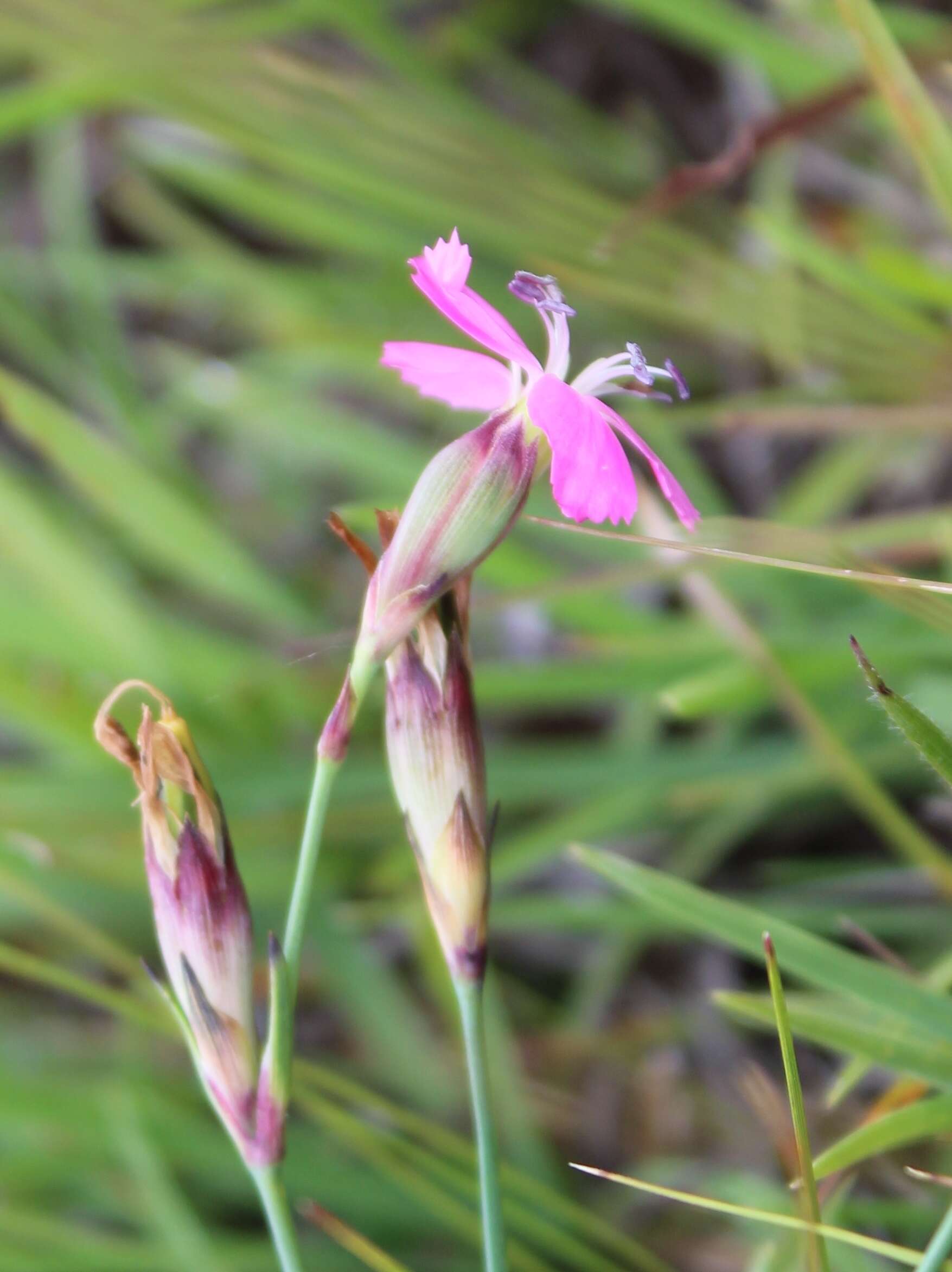 Image of Dianthus basuticus Burtt Davy