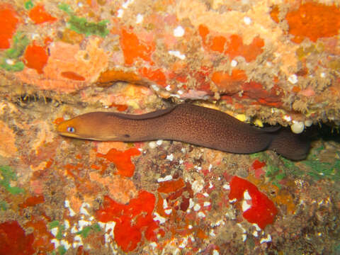 Image of Common Morays