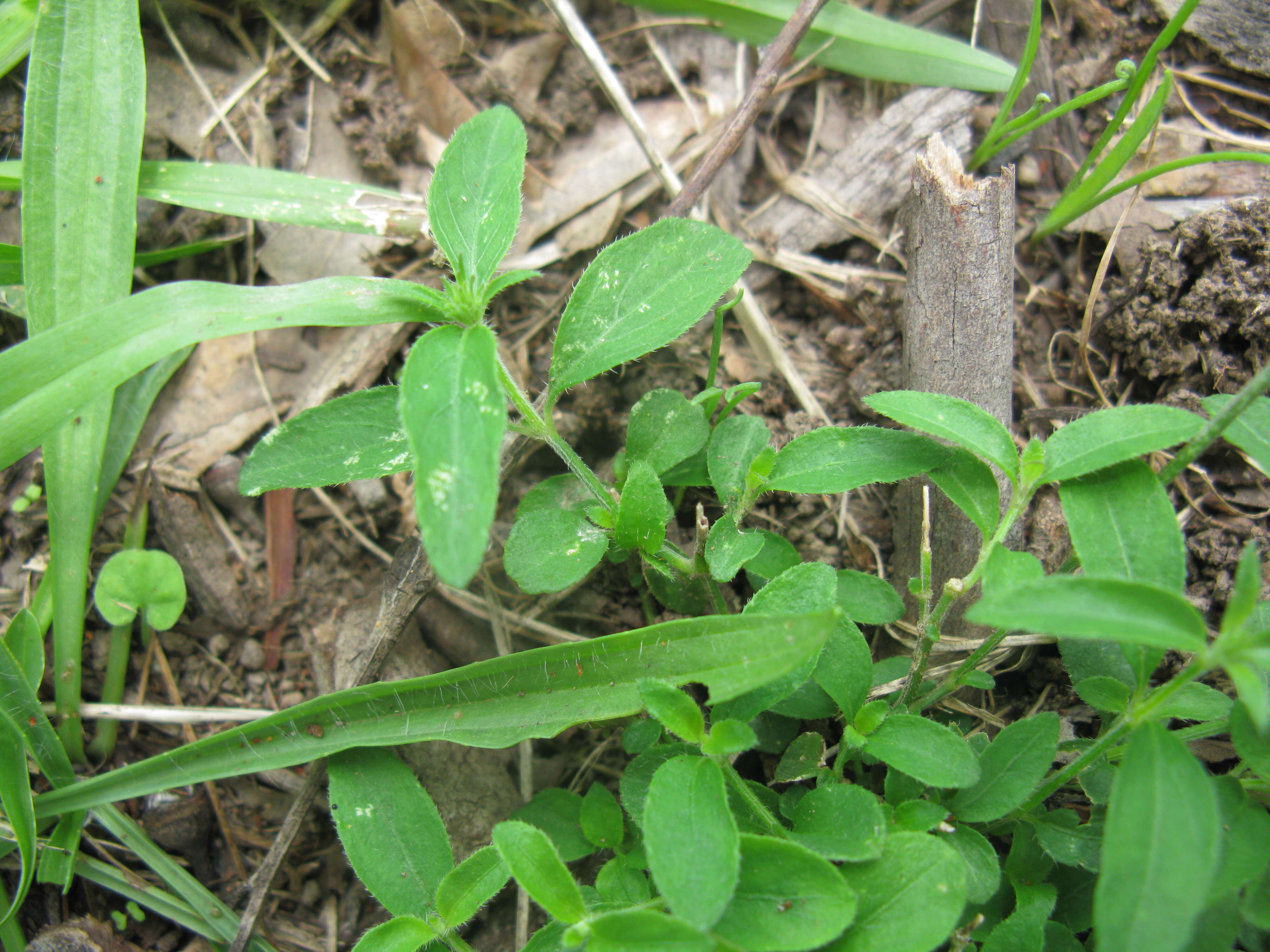 Image of Justicia adscendens subsp. adscendens