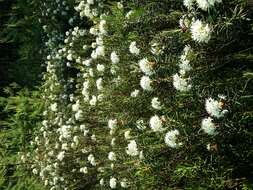 Imagem de Rhododendron tomentosum (Stokes) Harmaja