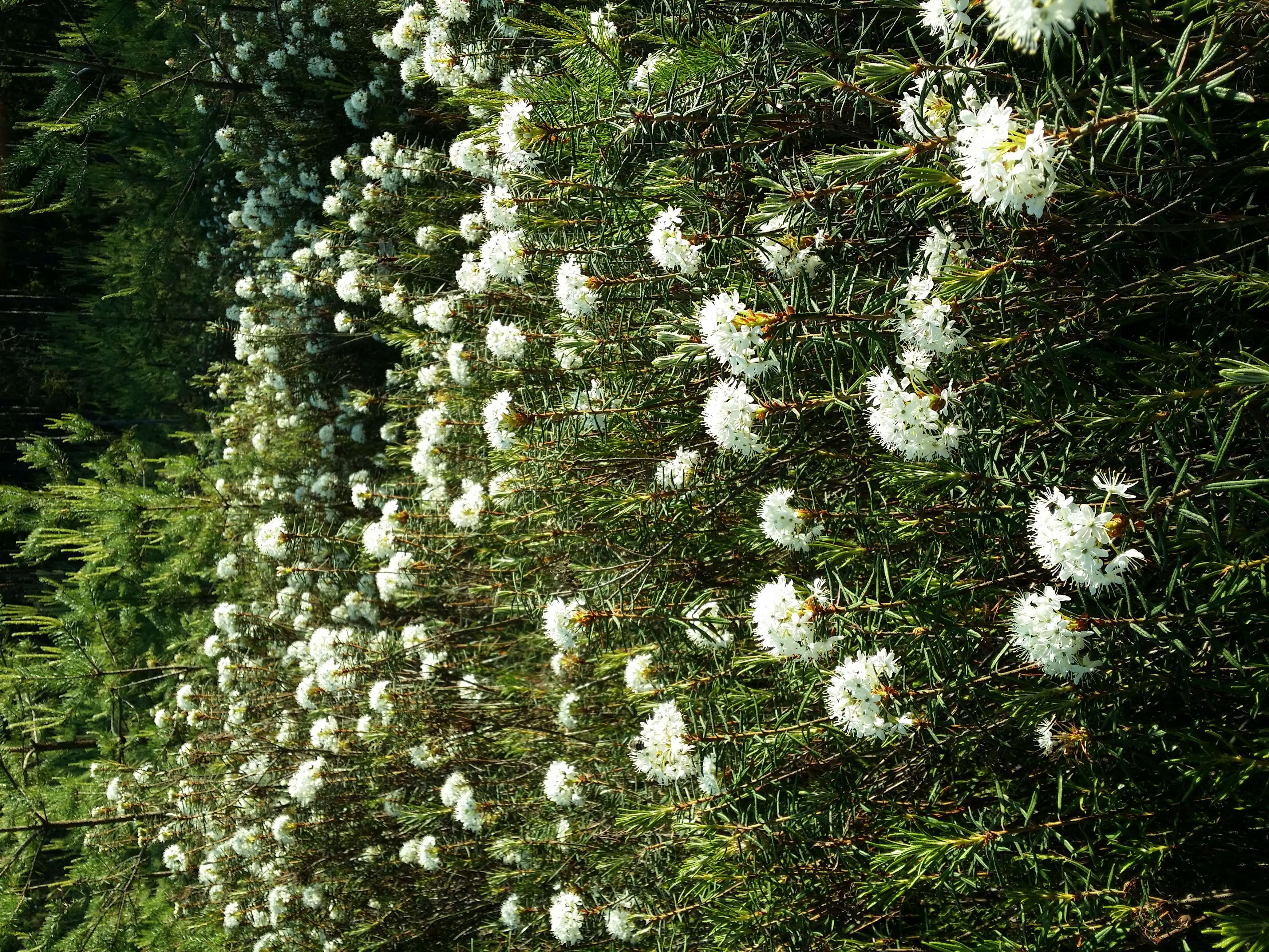 Imagem de Rhododendron tomentosum (Stokes) Harmaja