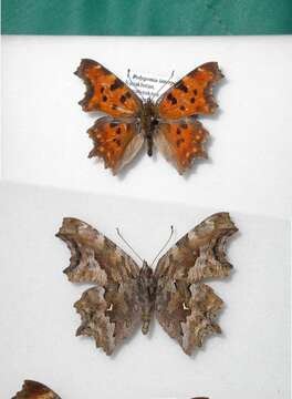 Image of Polygonia interposita