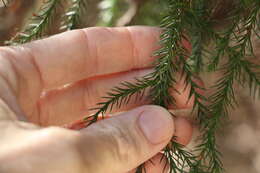 Image of Brush Cypress Pine