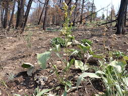 Image of Missouri goldenrod