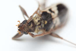 Image of Coptocercus crucigerus (Hope 1842)
