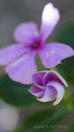 Image of Madagascar periwinkle