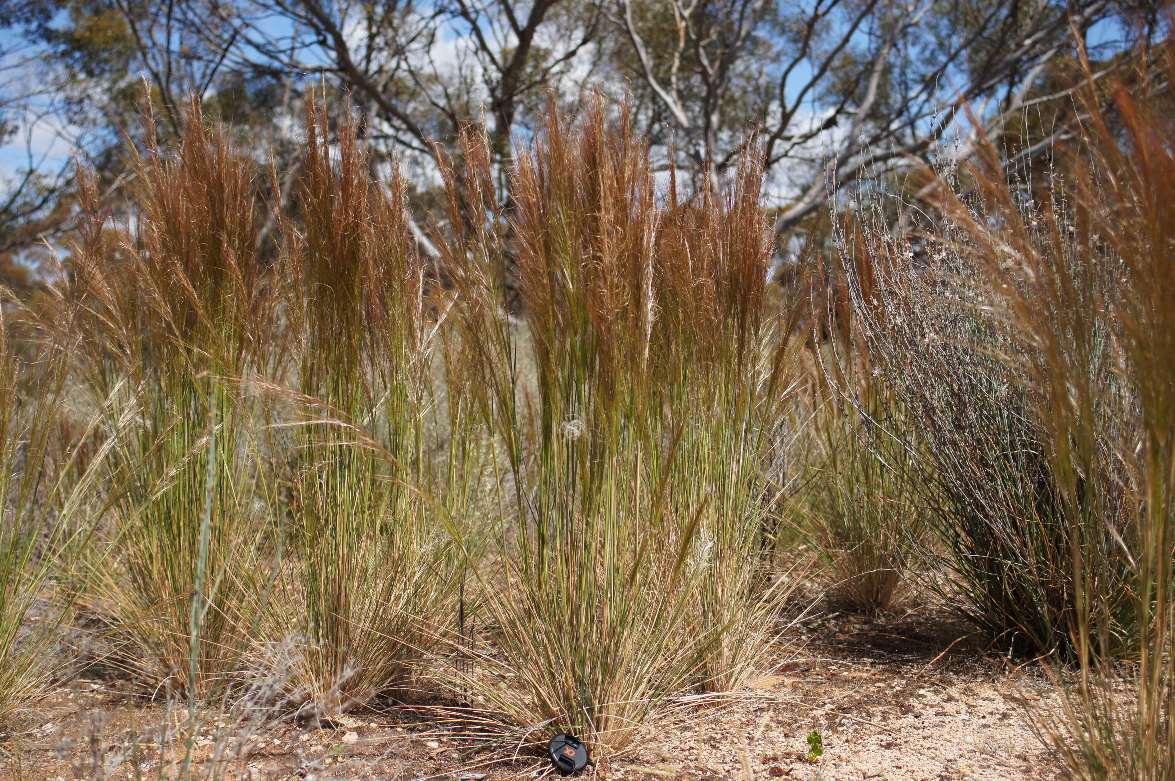 Image of Austrostipa nodosa (S. T. Blake) S. W. L. Jacobs & J. Everett